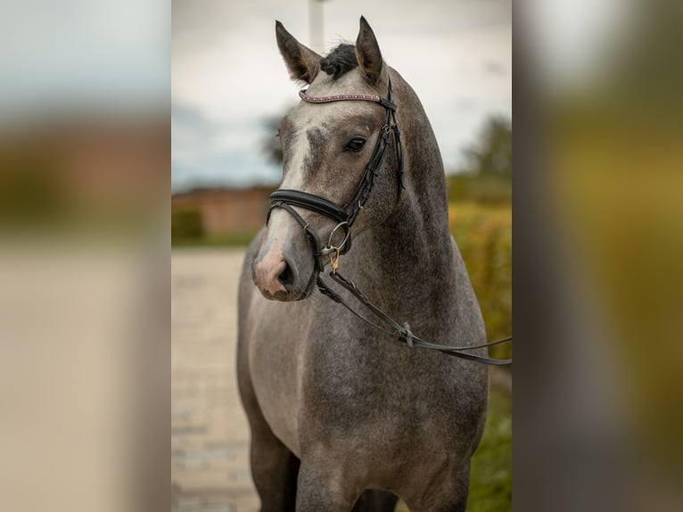 Klein Duits rijpaard Hengst 2 Jaar 157 cm Schimmel in Gomadingen