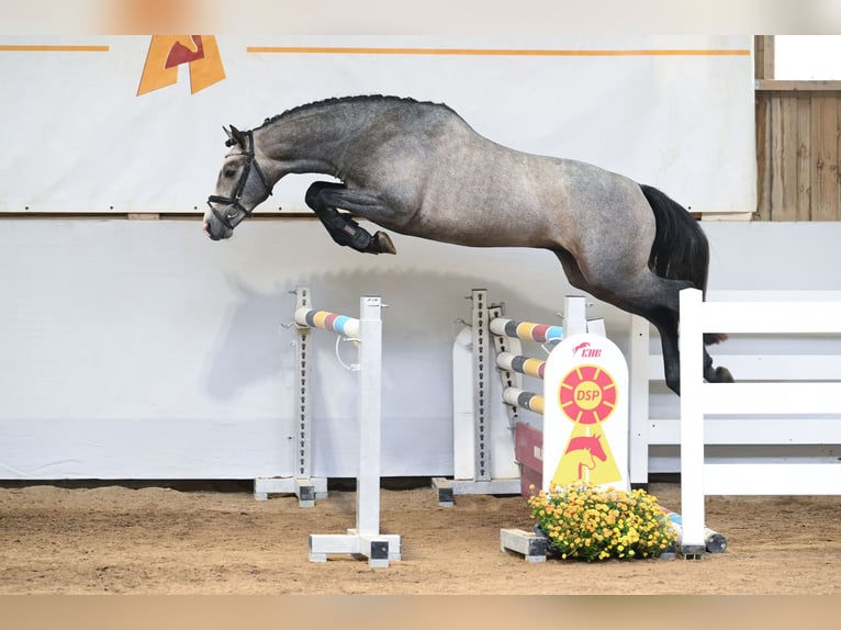 Klein Duits rijpaard Hengst 2 Jaar 157 cm Schimmel in Gomadingen