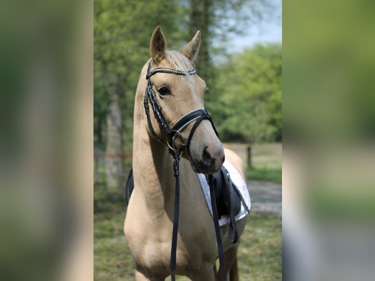 Klein Duits rijpaard Hengst 4 Jaar 147 cm Palomino in Fürstenau