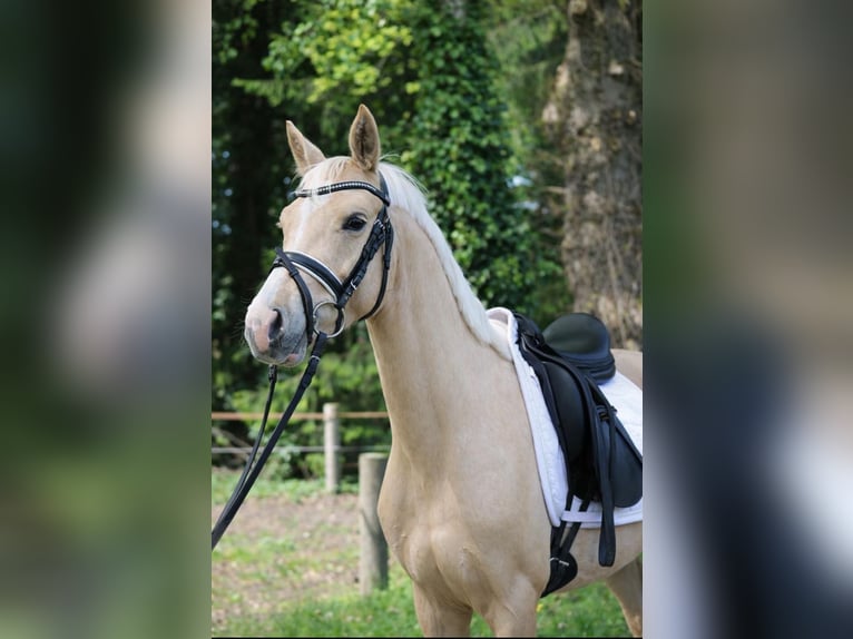 Klein Duits rijpaard Hengst 4 Jaar 147 cm Palomino in Fürstenau