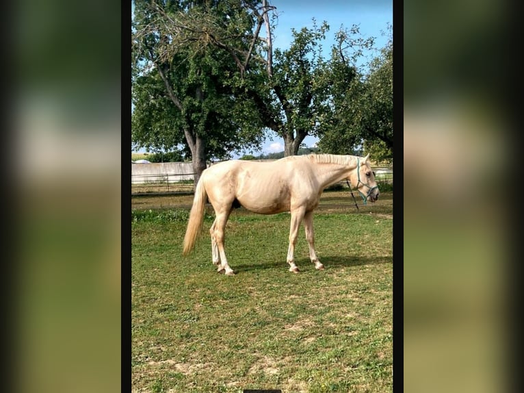 Klein Duits rijpaard Hengst 4 Jaar 162 cm Palomino in Adelshofen