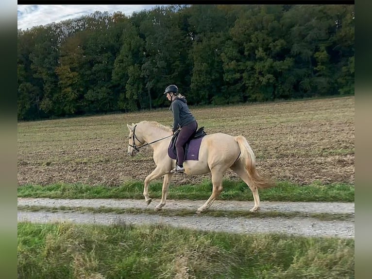 Klein Duits rijpaard Hengst 4 Jaar 162 cm Palomino in Adelshofen