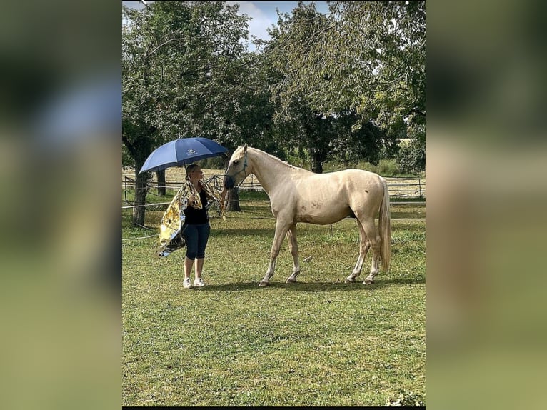 Klein Duits rijpaard Hengst 4 Jaar 162 cm Palomino in Adelshofen