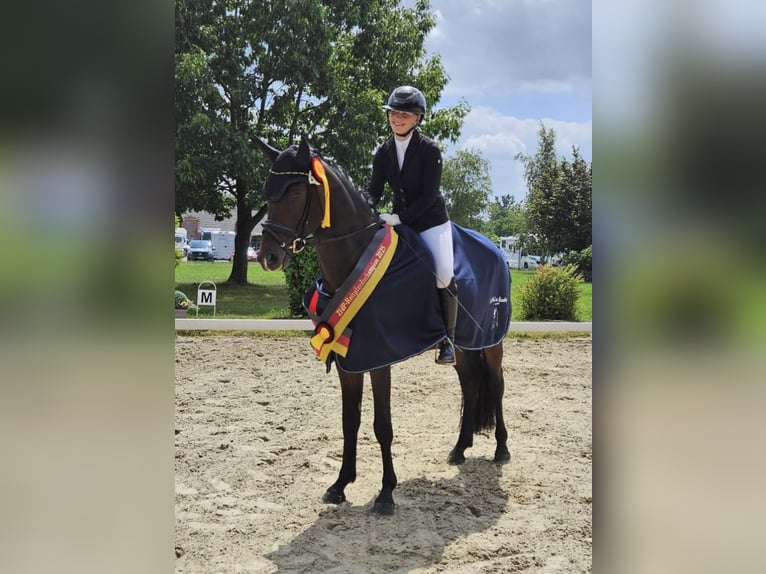 Klein Duits rijpaard Hengst 4 Jaar 164 cm Zwartbruin in Ahrensburg