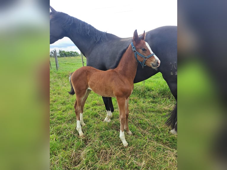 Klein Duits rijpaard Hengst veulen (05/2024) 153 cm Bruin in Wertlau