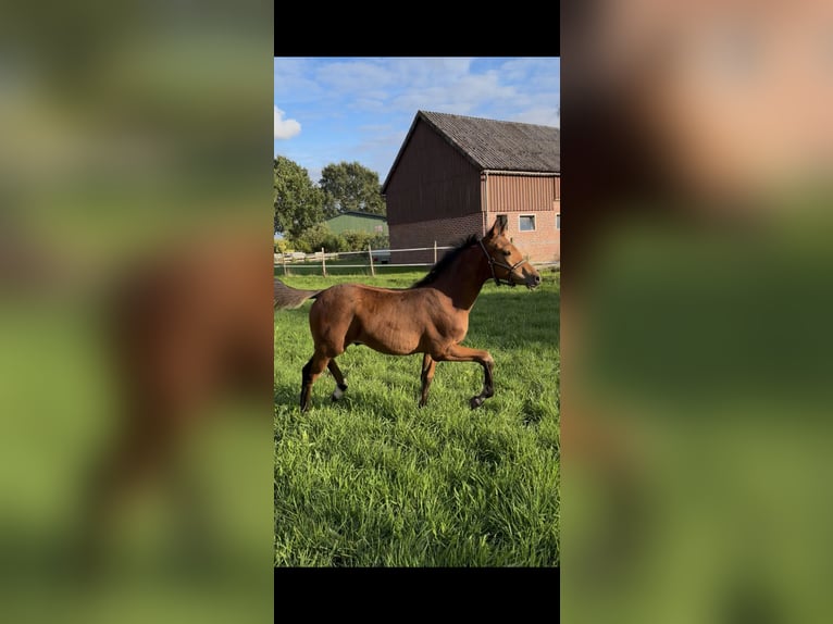 Klein Duits rijpaard Mix Hengst Veulen (04/2026) 155 cm Bruin in Selsingen