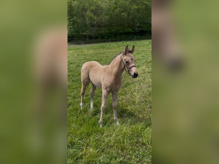 Klein Duits rijpaard Hengst Veulen (04/2026) 155 cm Buckskin in Nievern