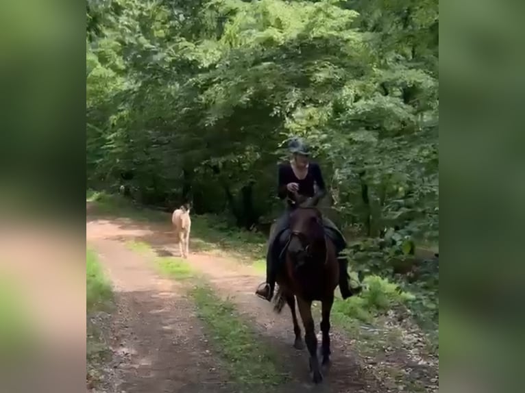 Klein Duits rijpaard Hengst Veulen (04/2026) 155 cm Buckskin in Nievern