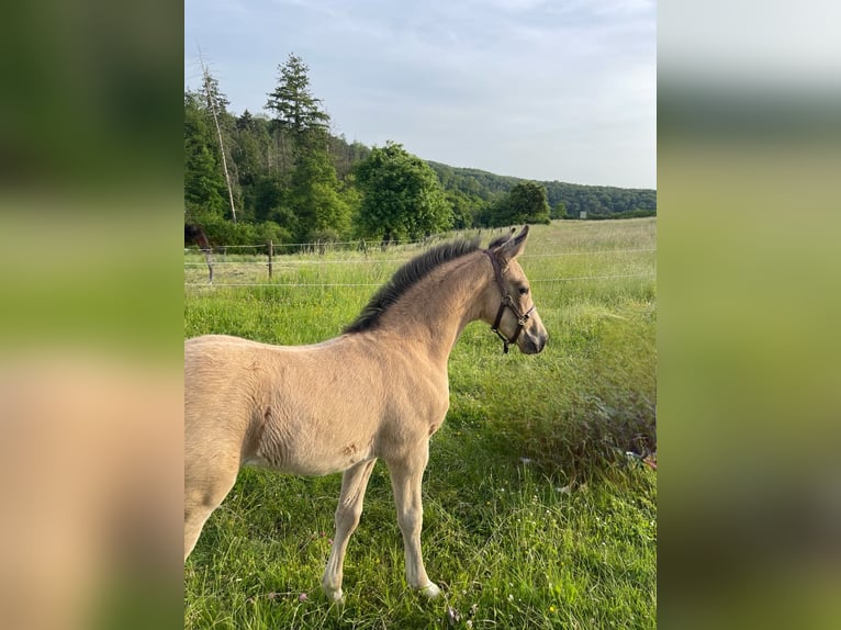 Klein Duits rijpaard Hengst Veulen (04/2026) 155 cm Buckskin in Nievern