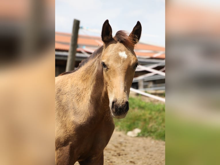 Klein Duits rijpaard Hengst veulen (06/2024) 158 cm Buckskin in Bergland