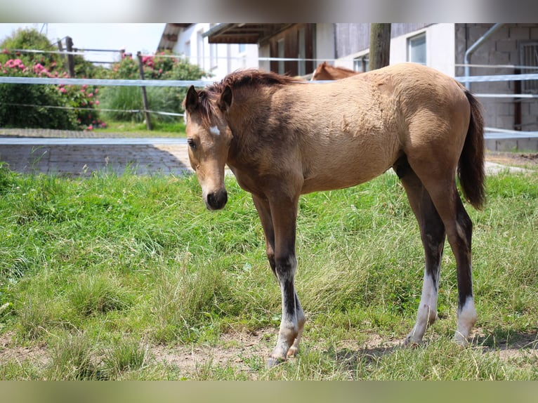 Klein Duits rijpaard Hengst veulen (06/2024) 158 cm Buckskin in Bergland