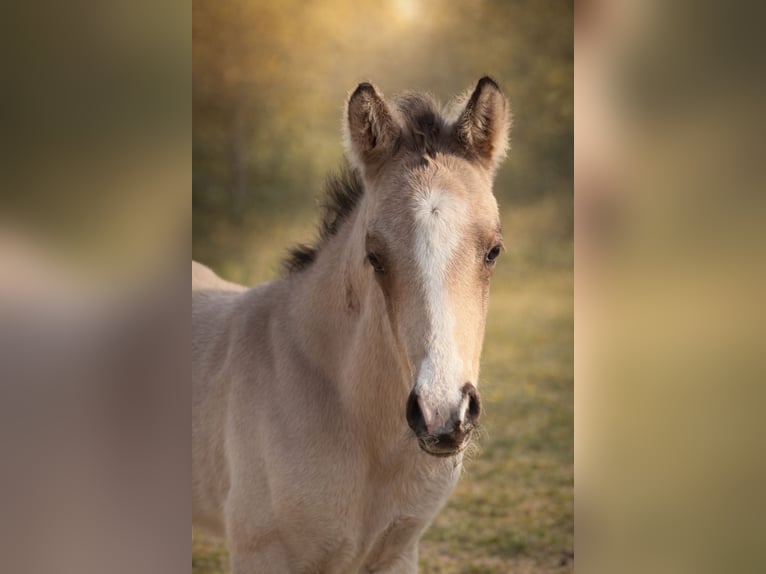 Klein Duits rijpaard Hengst Veulen (04/2026) 165 cm Buckskin in Grevenbroich