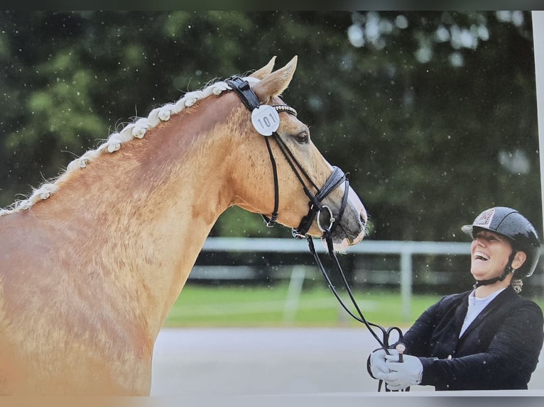 Klein Duits rijpaard Hengst Veulen (01/2026) 165 cm Falbe in Duingen
