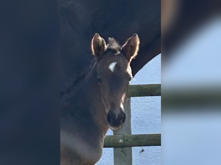 Klein Duits rijpaard Hengst Veulen (03/2025) 165 cm Zwartbruin in Grevenbroich