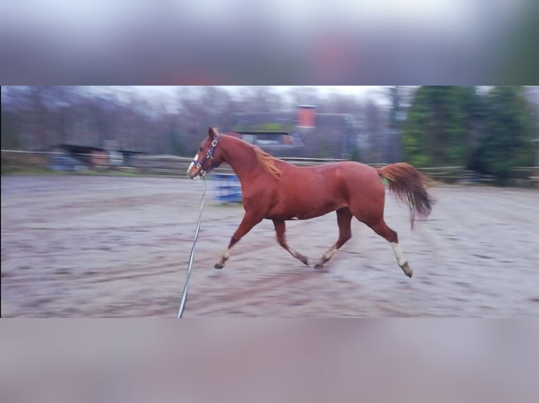 Klein Duits rijpaard Mix Merrie 10 Jaar 150 cm Vos in Ganderkesee