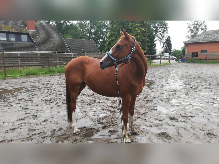 Klein Duits rijpaard Mix Merrie 10 Jaar 150 cm Vos in Ganderkesee