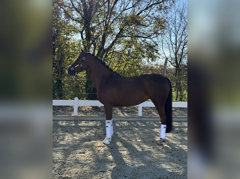 Klein Duits rijpaard Merrie 10 Jaar 155 cm Vos in Hülben