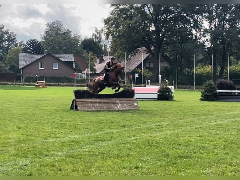 Klein Duits rijpaard Merrie 12 Jaar 155 cm Vos in Berlin