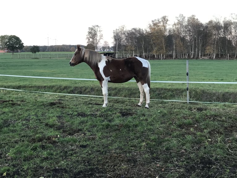Klein Duits rijpaard Merrie 13 Jaar 150 cm Gevlekt-paard in Achim