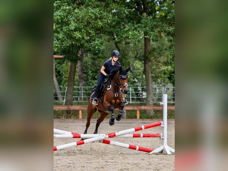 Klein Duits rijpaard Merrie 13 Jaar 151 cm Bruin in Brieselang