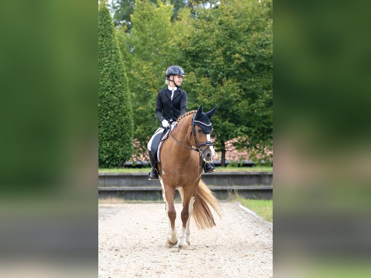 Klein Duits rijpaard Merrie 14 Jaar 158 cm Vos in Aulendorf