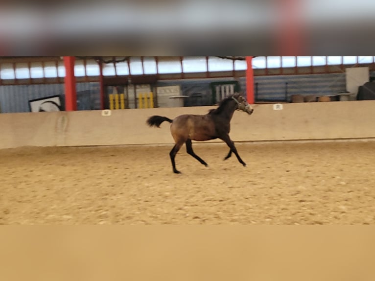 Klein Duits rijpaard Merrie 1 Jaar 136 cm Buckskin in Wanzleben