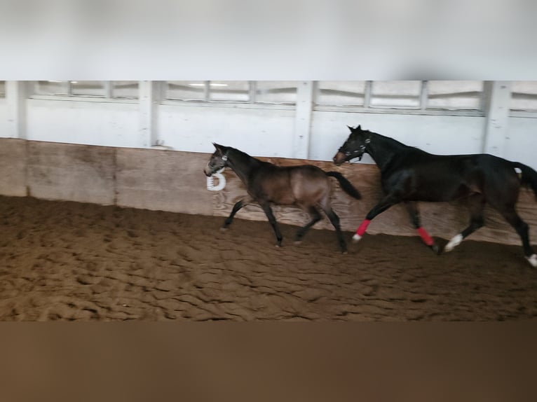 Klein Duits rijpaard Merrie 1 Jaar 136 cm Buckskin in Wanzleben