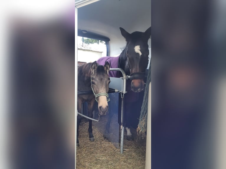 Klein Duits rijpaard Merrie 1 Jaar 136 cm Buckskin in Wanzleben