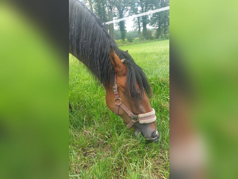 Klein Duits rijpaard Merrie 1 Jaar 140 cm Donkerbruin in Vreden