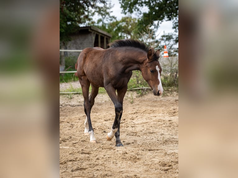 Klein Duits rijpaard Merrie 1 Jaar 155 cm Donkerbruin in Oeversee