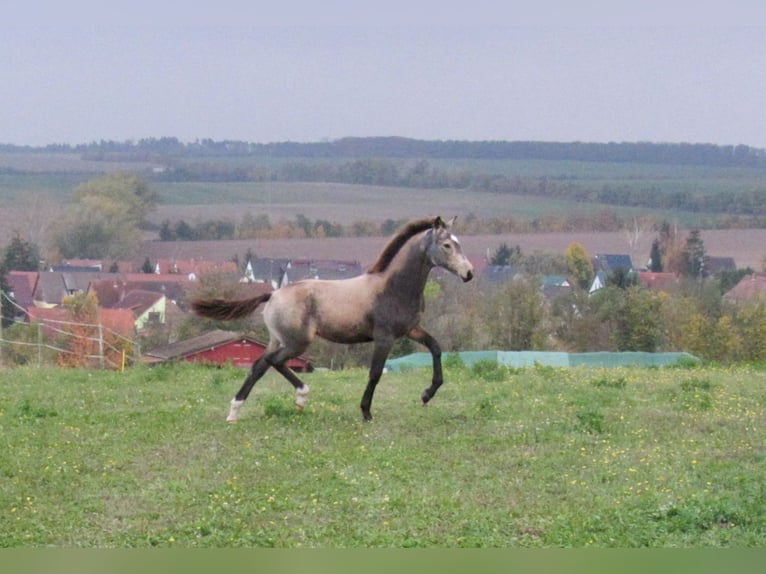 Klein Duits rijpaard Merrie 1 Jaar 160 cm Buckskin in Querfurt