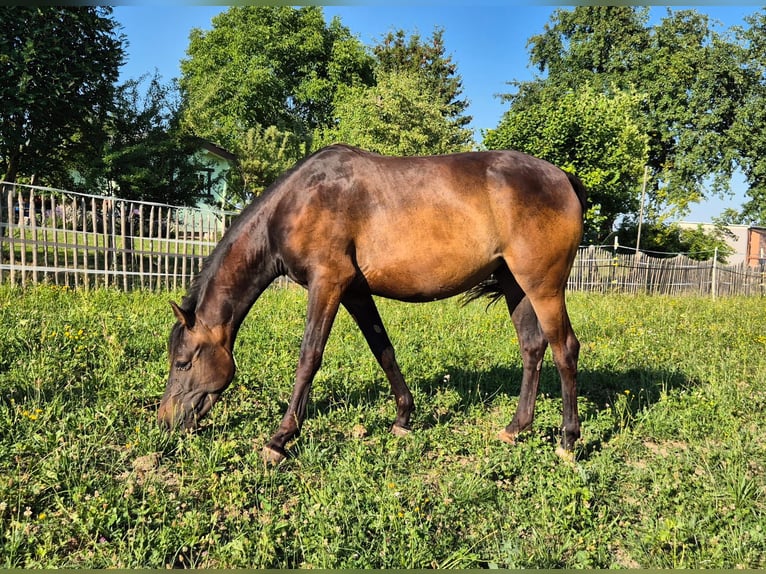 Klein Duits rijpaard Merrie 2 Jaar 150 cm Bruin in Gerstetten