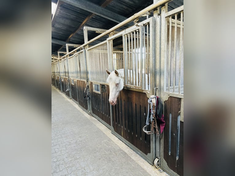 Klein Duits rijpaard Mix Merrie 2 Jaar 150 cm Cremello in Lähden