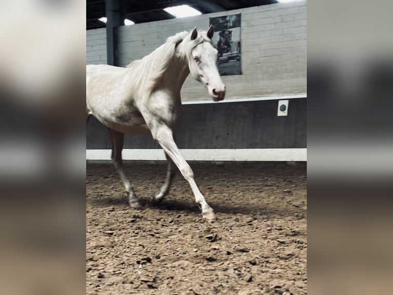 Klein Duits rijpaard Mix Merrie 2 Jaar 150 cm Cremello in Lähden