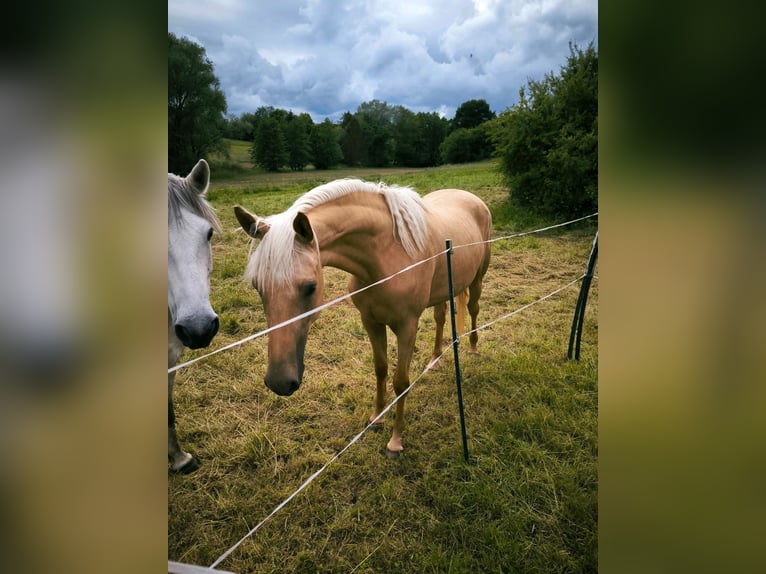 Klein Duits rijpaard Merrie 2 Jaar 160 cm Palomino in Wettenberg