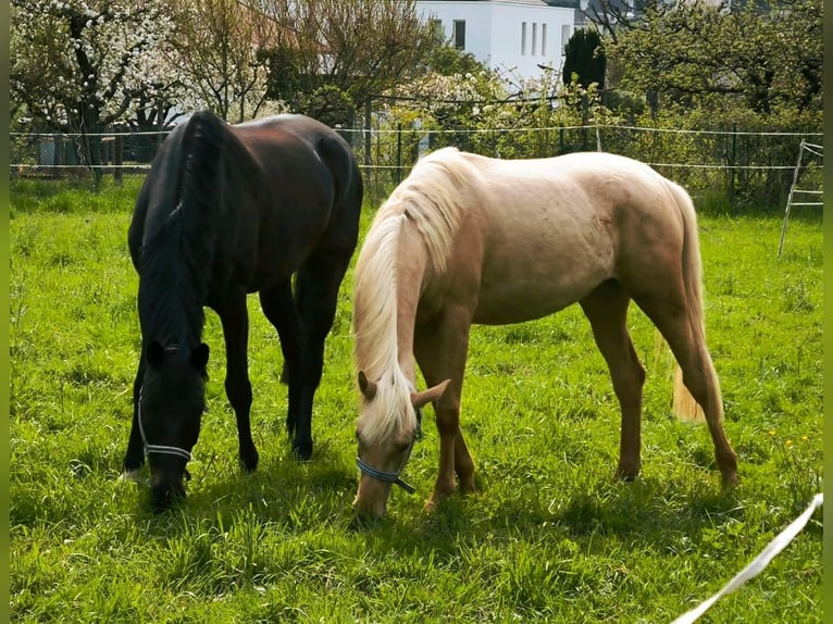 Klein Duits rijpaard Merrie 2 Jaar 160 cm Palomino in Wettenberg