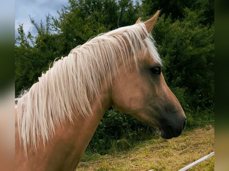 Klein Duits rijpaard Merrie 2 Jaar 160 cm Palomino in Wettenberg