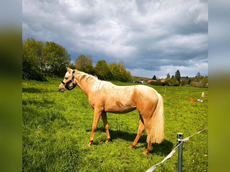 Klein Duits rijpaard Merrie 2 Jaar 160 cm Palomino in Wettenberg