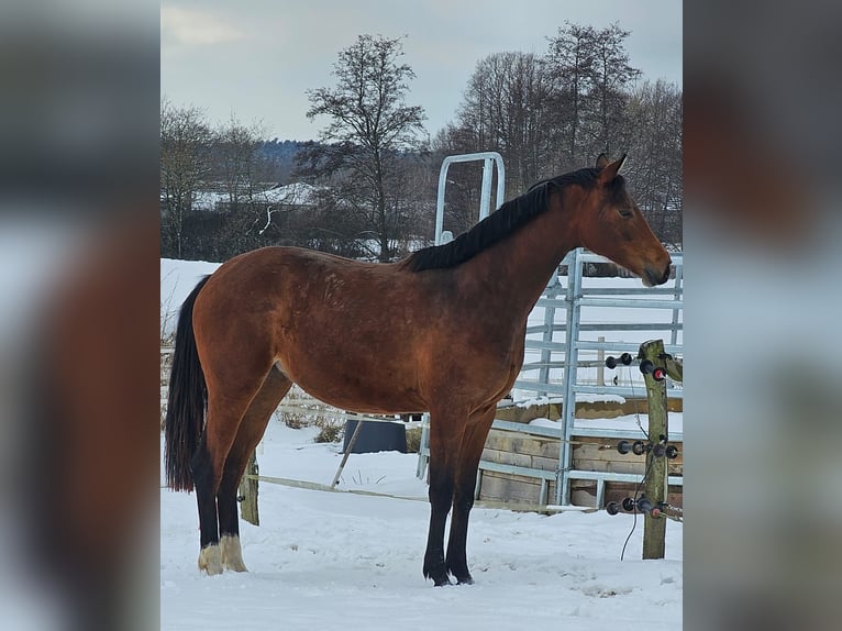 Klein Duits rijpaard Merrie 2 Jaar Bruin in Gudow