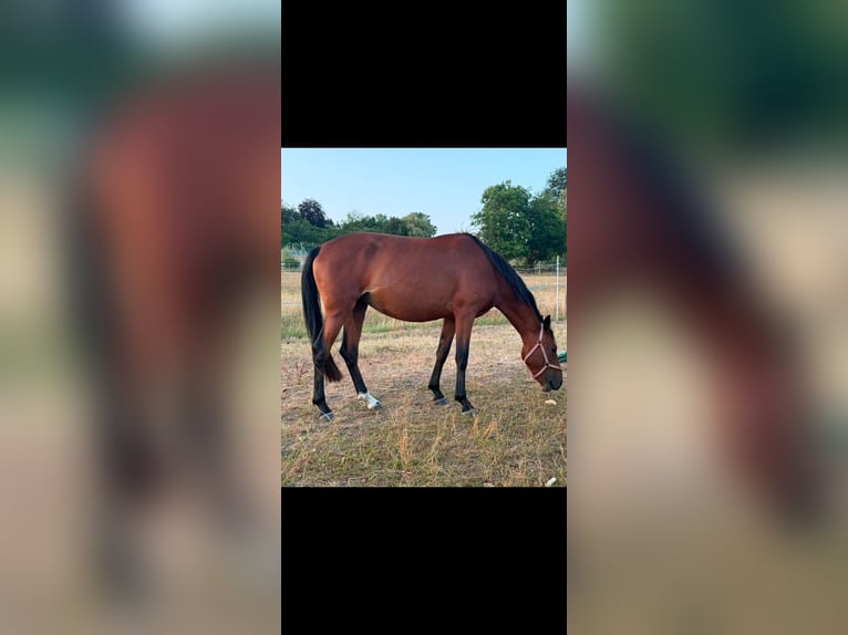 Klein Duits rijpaard Merrie 3 Jaar 158 cm Bruin in Horhausen