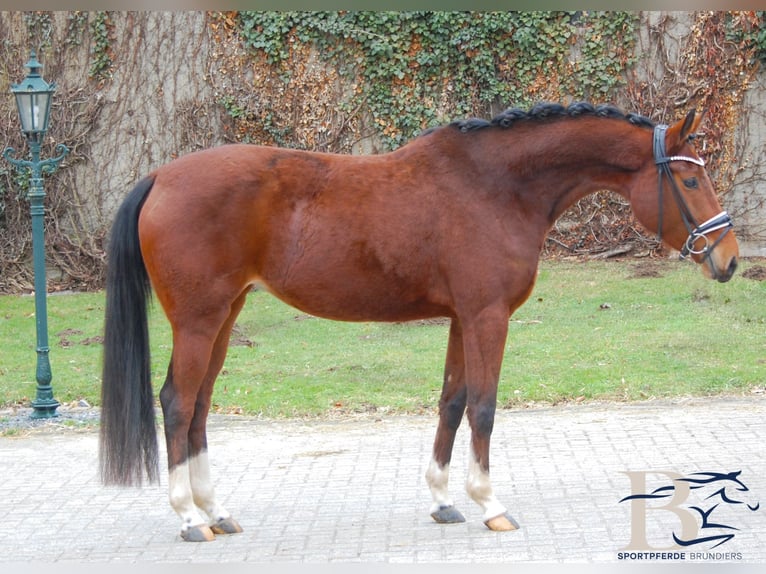 Klein Duits rijpaard Merrie 4 Jaar 153 cm Bruin in Osnabrück