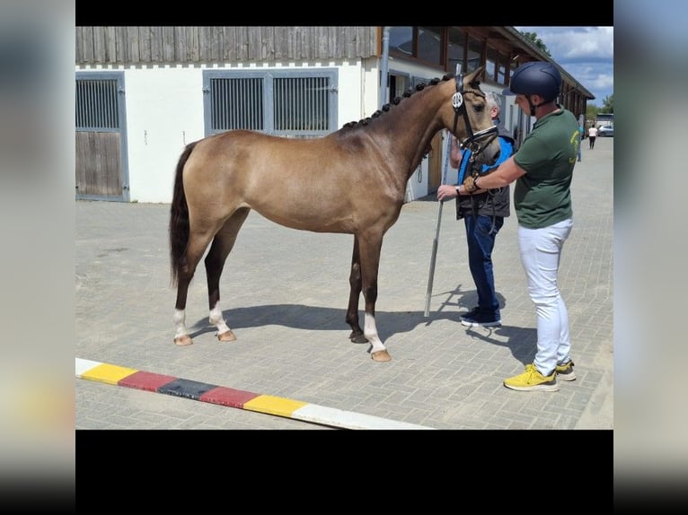 Klein Duits rijpaard Merrie 4 Jaar 153 cm Buckskin in Sankt Goar