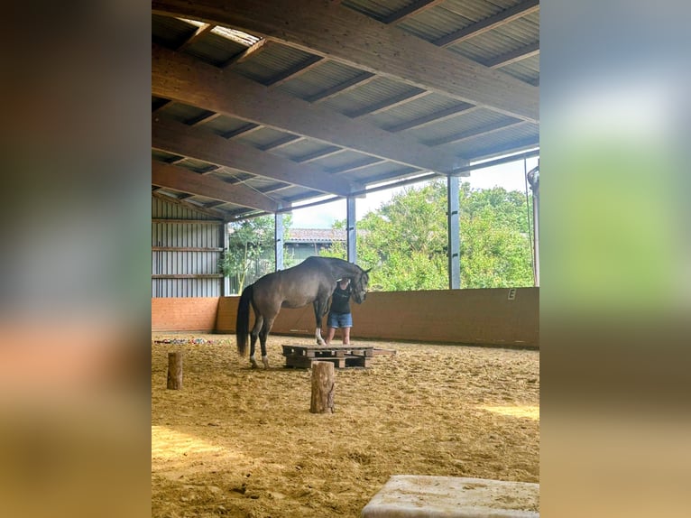 Klein Duits rijpaard Merrie 4 Jaar 154 cm Buckskin in Kaub