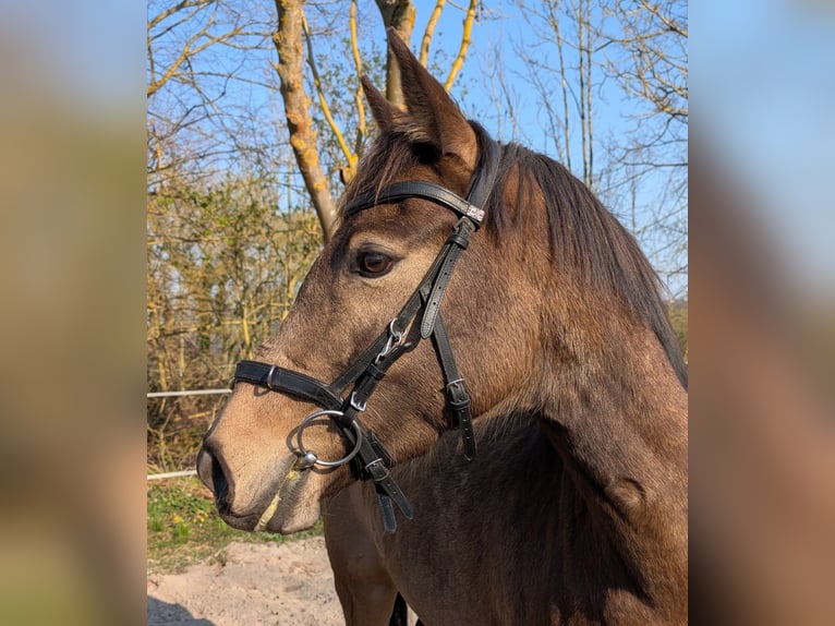 Klein Duits rijpaard Merrie 4 Jaar 154 cm Buckskin in Kaub