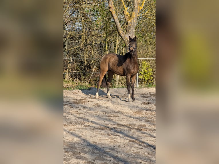 Klein Duits rijpaard Merrie 4 Jaar 154 cm Buckskin in Kaub