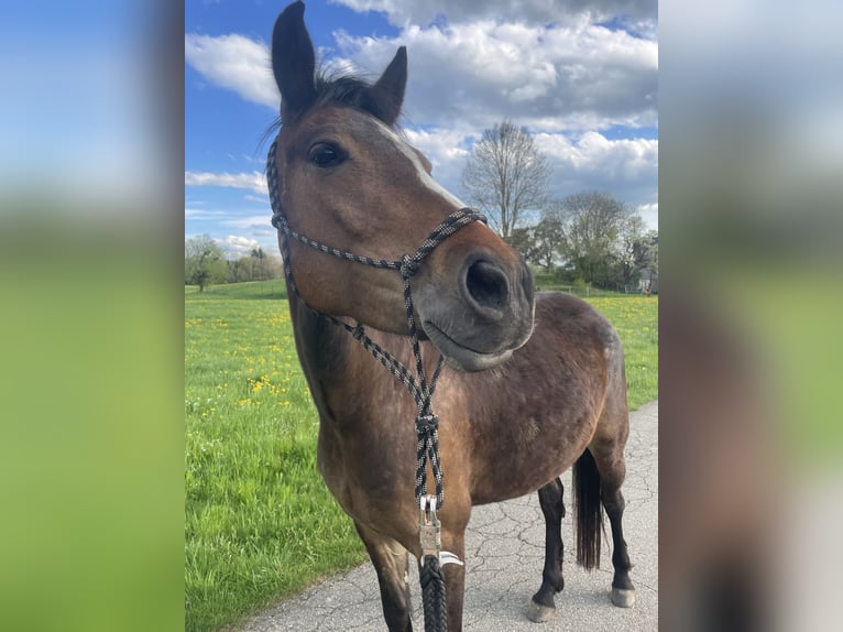 Klein Duits rijpaard Merrie 5 Jaar 145 cm Bruin in Wangen im Allgäu