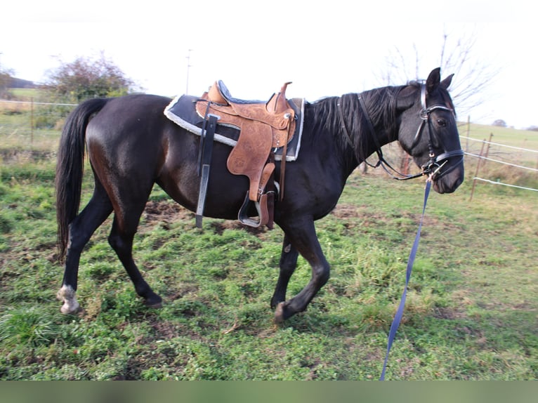Klein Duits rijpaard Mix Merrie 5 Jaar 155 cm Zwart in Dahme Mark