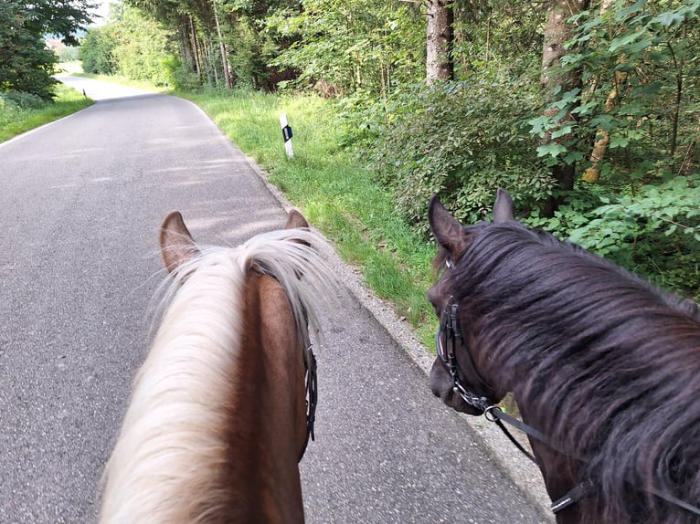 Klein Duits rijpaard Mix Merrie 6 Jaar 150 cm Appelschimmel in Argenbühl