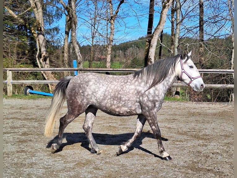 Klein Duits rijpaard Mix Merrie 6 Jaar 150 cm Appelschimmel in Argenbühl