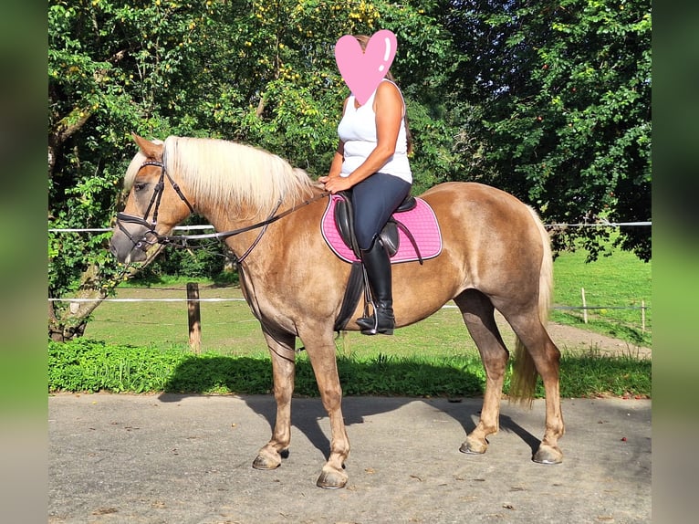 Klein Duits rijpaard Mix Merrie 6 Jaar 150 cm Appelschimmel in Argenbühl